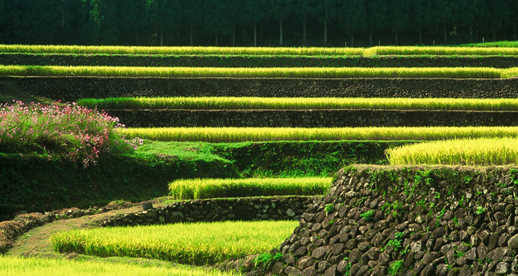 幸田（湧水町）の棚田