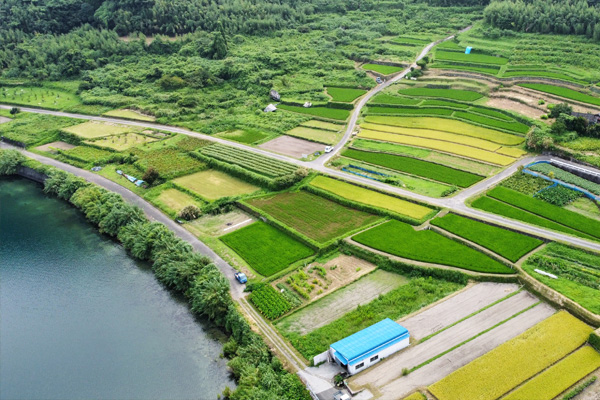 尾下（指宿市）の棚田