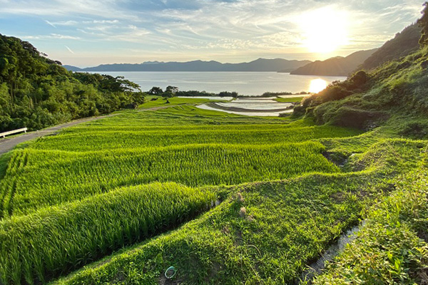 新永吉（指宿市）の棚田
