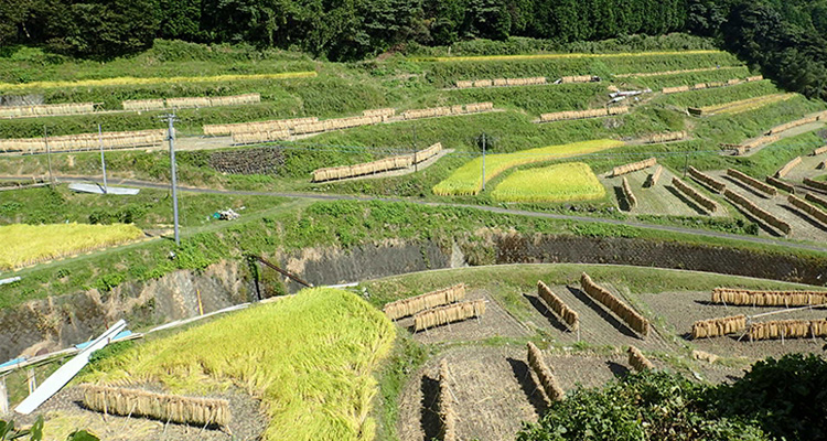 正現（出水市）の棚田