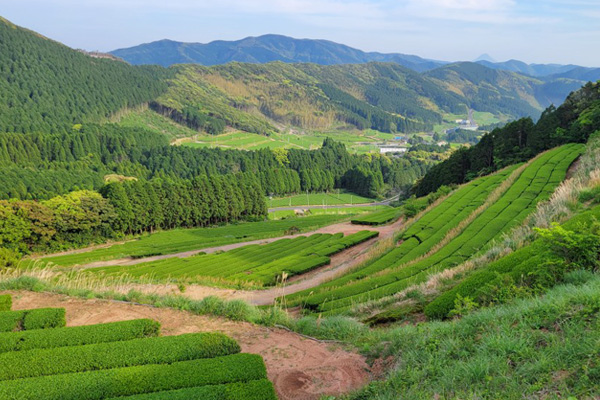 後岳（南九州市）の棚田